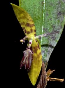 Pleurothallis talpinaria