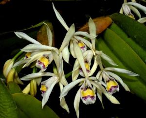 Cattleya iricolor