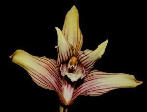 Maxillaria striata