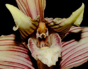 Maxillaria striata