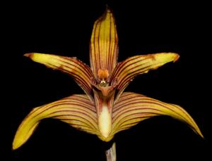 Maxillaria striata