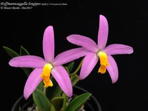 Cattleya longipes