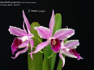 Cattleya purpurata