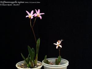Cattleya reginae