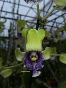 Dendrobium violaceoflavens