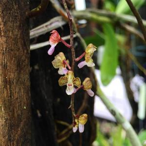 Rhynchogyna luisifolia