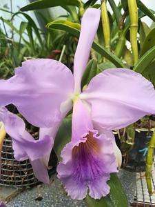 Cattleya jenmanii