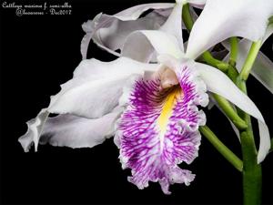 Cattleya maxima