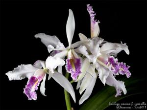 Cattleya maxima