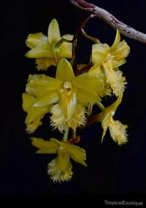 Dendrobium fimbrilabium