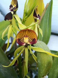 Prosthechea cochleata