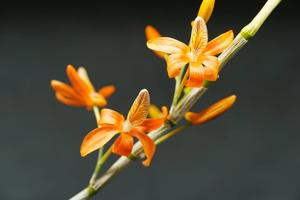 Dendrobium unicum