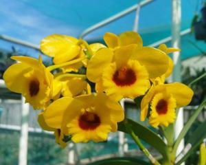 Dendrobium chrysotoxum