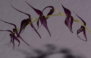 Pleurothallis phalangifera