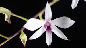 Dendrobium affine