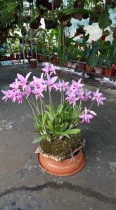 Laelia anceps