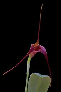 Masdevallia ustulata