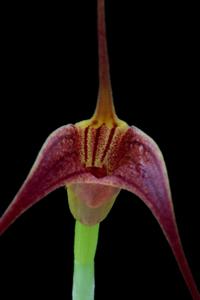 Masdevallia ustulata