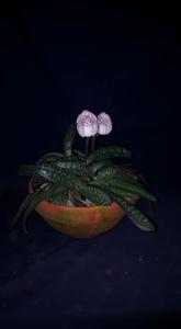 Paphiopedilum godefroyae var. ang-thong