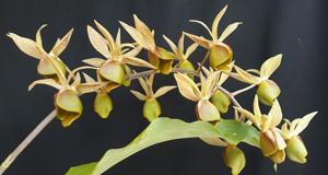 Catasetum fuchsii