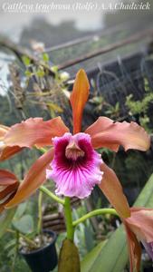 Cattleya tenebrosa