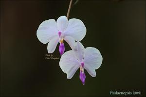 Phalaenopsis lowii