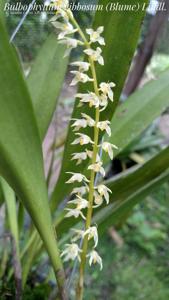 Bulbophyllum gibbosum