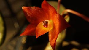 Cattleya cernua