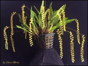 Coelogyne cobbiana