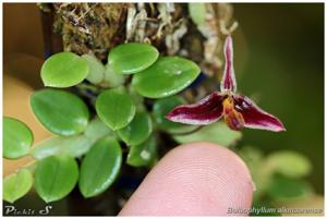 Bulbophyllum alkmaarense