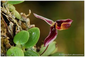 Bulbophyllum alkmaarense