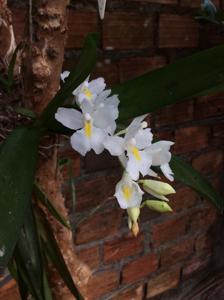 Rodriguezia bahiensis