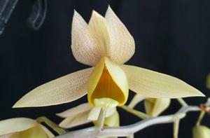 Catasetum fuchsii