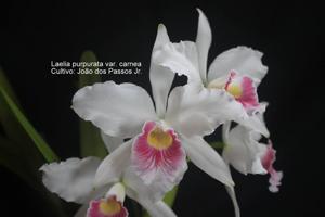 Cattleya purpurata