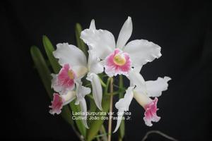 Cattleya purpurata