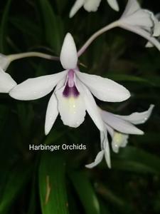 Laelia rubescens