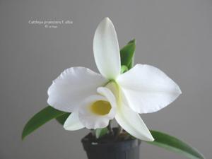 Cattleya praestans