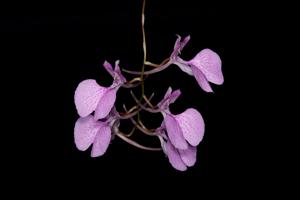 Comparettia macroplectron