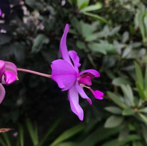 Spathoglottis plicata