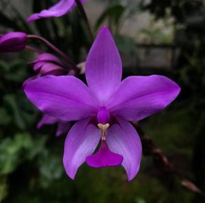 Spathoglottis plicata