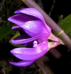Dendrobium ostrinum