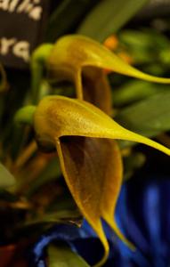 Masdevallia velifera