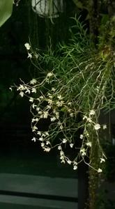 Dendrobium subulatum