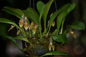 Bulbophyllum membranifolium subsp. membranifolium