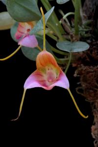 Masdevallia patriciana