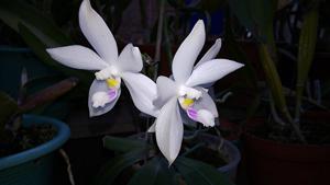 Phalaenopsis tetraspis