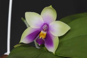 Phalaenopsis bellina