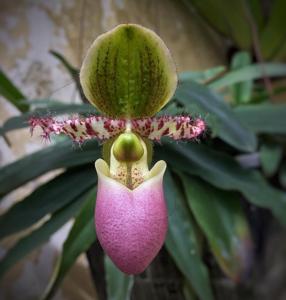 Paphiopedilum liemianum