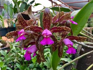 Cattleya tigrina