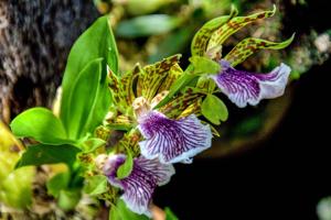 Zygopetalum crinitum